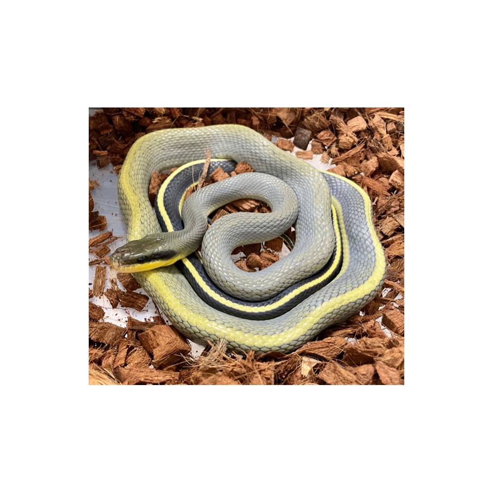 Elaphe taeniura grabowskyi - Serpent ratier asiatique