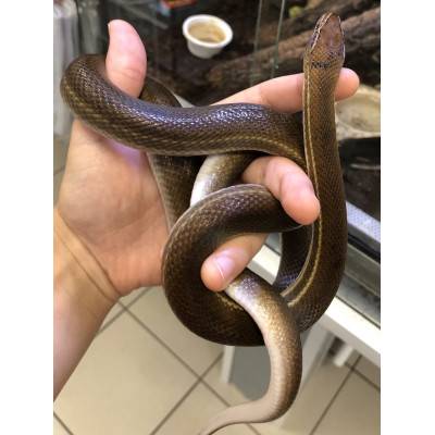 Boaedon (Lamprophis) lineatus - Serpent des maisons