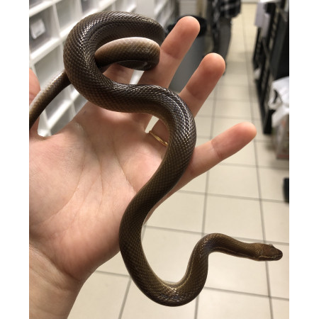 Boaedon (Lamprophis) lineatus - Serpent des maisons