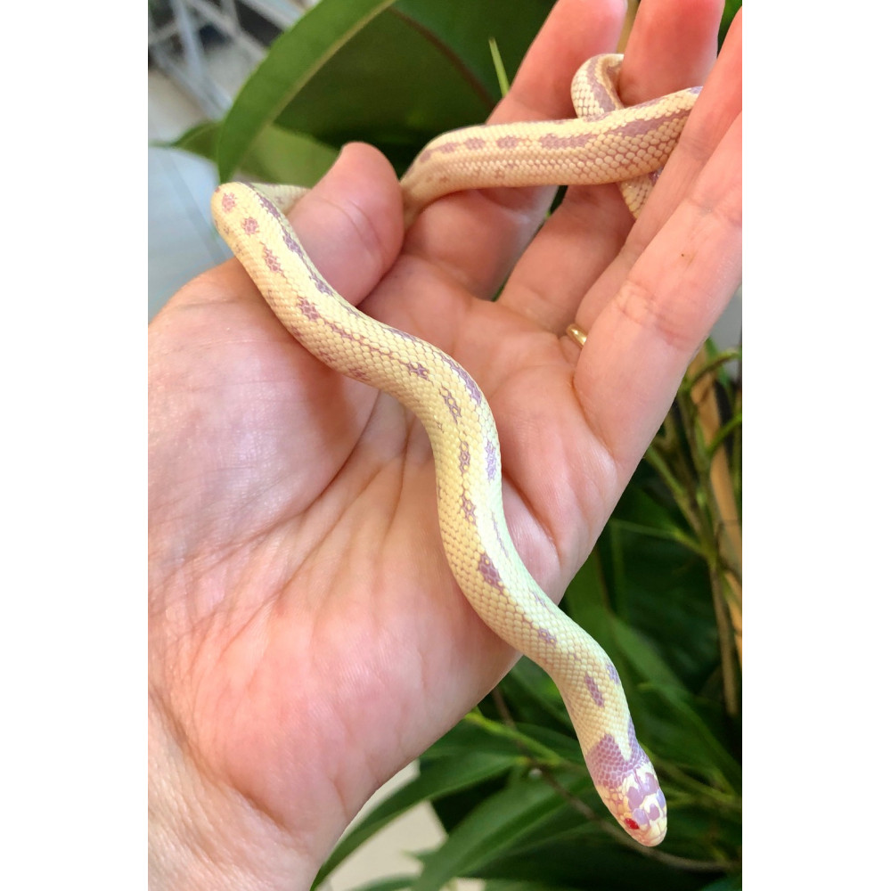 Lampropeltis Serpents Rois