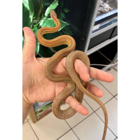Pantherophis guttatus "Terrazzo" - Serpent des blés