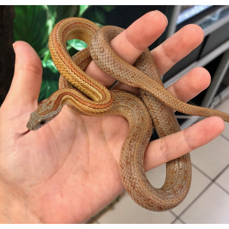 Pantherophis guttatus "Terrazzo" - Serpent des blés
