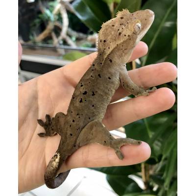 Correlophus ciliatus "Dalmatien" - Gecko à crête