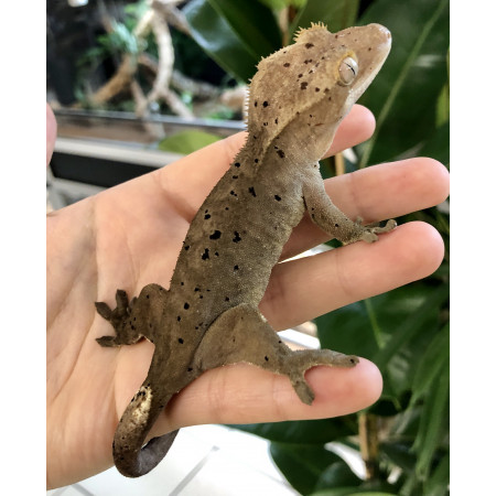 Correlophus ciliatus "Dalmatien" - Gecko à crête