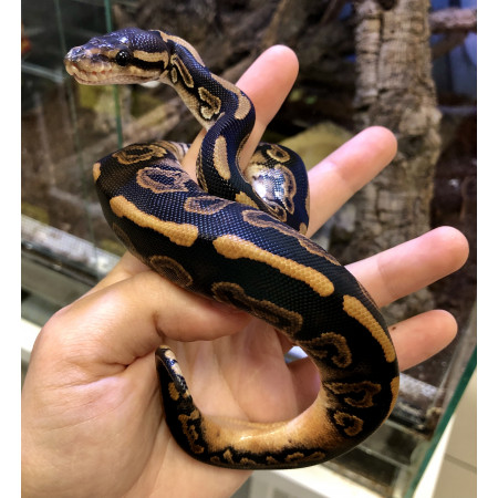 Python regius "Black Pastel Yellow Belly" - Python royal