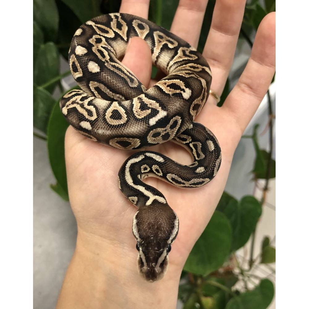 Python regius "Firefly Pewter" - Python royal Python regius "Firefly Pewter" - Python royal