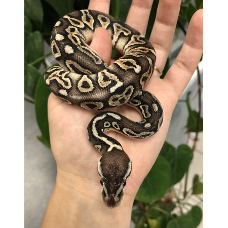 Python regius "Firefly Pewter" - Python royal