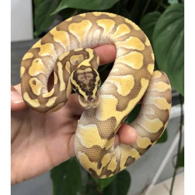 Python regius "Pastel Enchi Butter" - Python royal