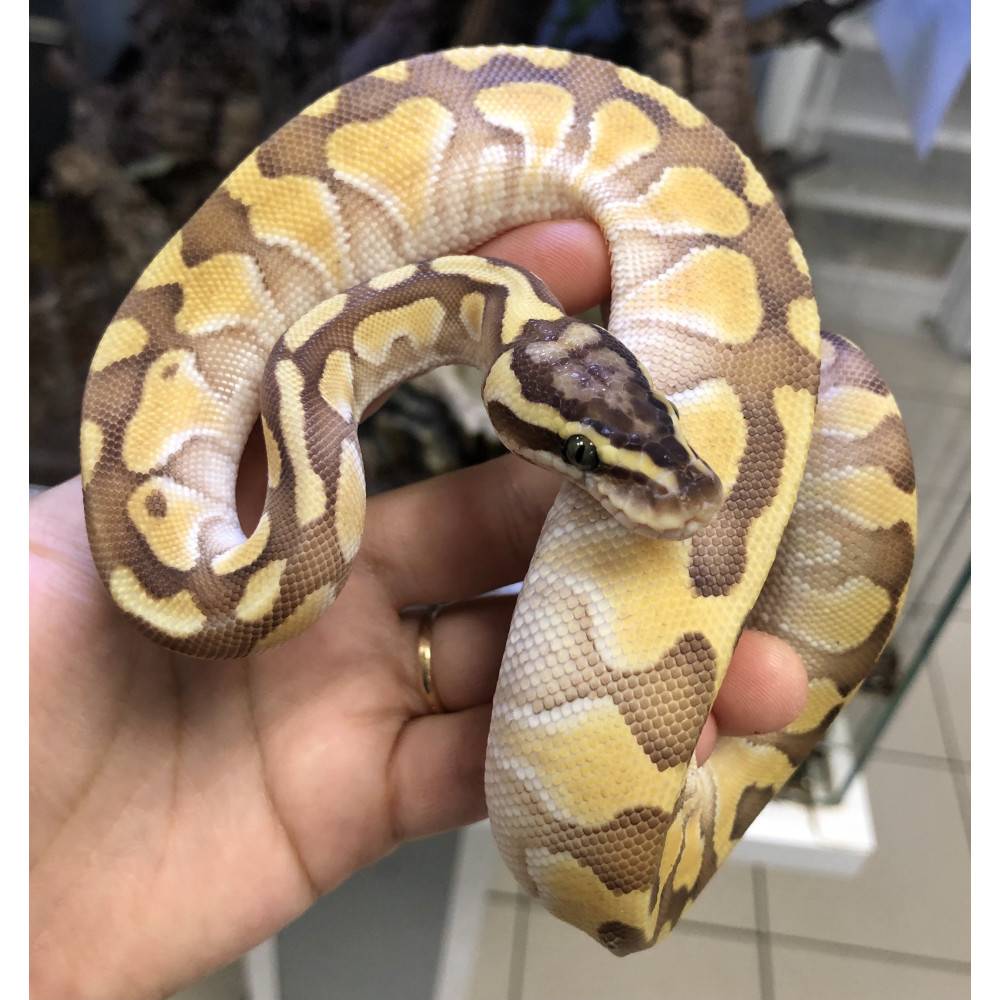 Python regius "Pastel Enchi Butter" - Python royal Python regius "Pastel Enchi Butter" - Python royal