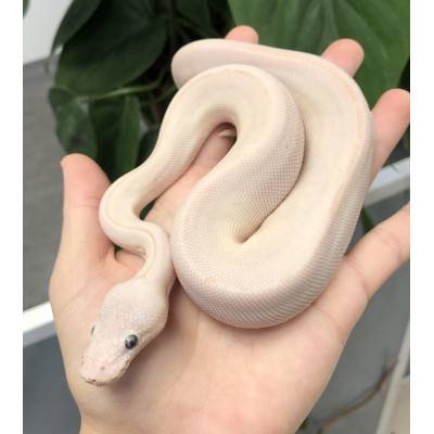 Python regius "Phantom Super Lesser" - Python royal