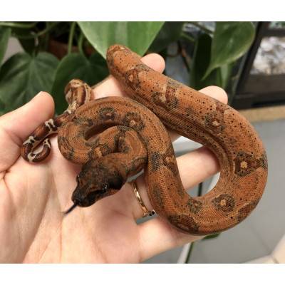 Boa imperator "Hypo leopard" - Boa empereur