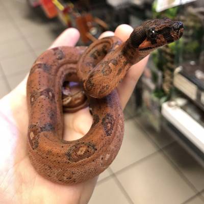 Boa imperator "Hypo leopard" - Boa empereur