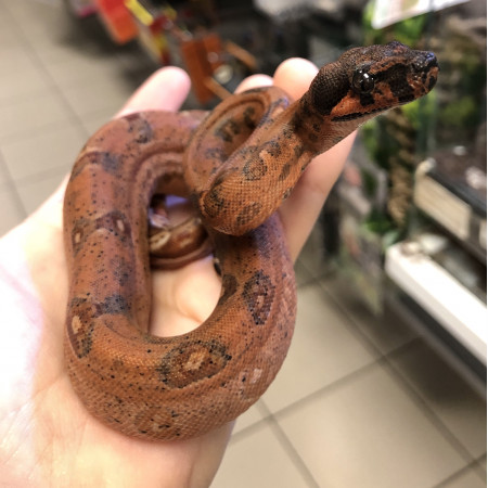 Boa imperator "Hypo leopard" - Boa empereur