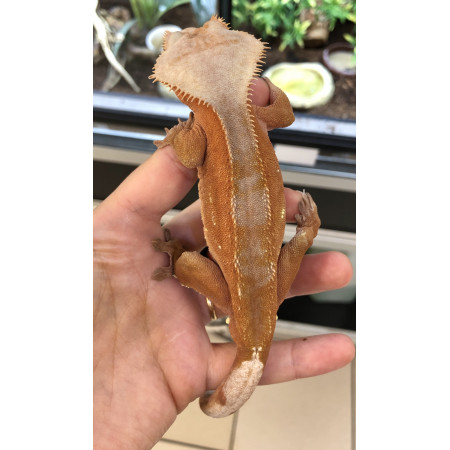 Correlophus ciliatus "Bicolor Lion" - Gecko à crête