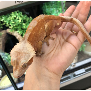 Correlophus ciliatus...