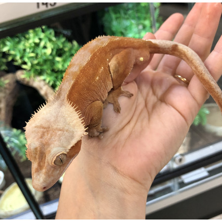 Correlophus ciliatus "Bicolor Lion" - Gecko à crête