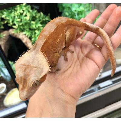Correlophus ciliatus "Bicolor Lion" - Gecko à crête