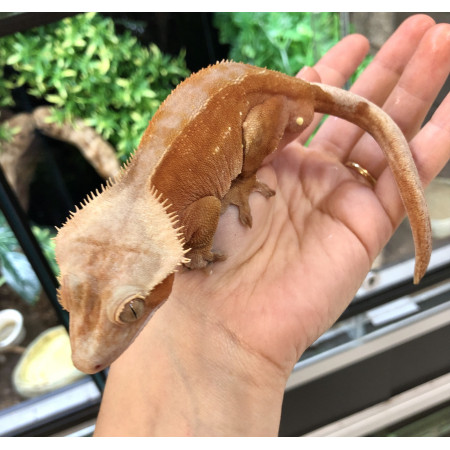 Correlophus ciliatus "Bicolor Lion" - Gecko à crête