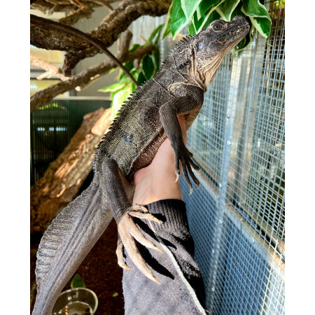 Hydrosaurus microlophus - Agame voilier de Sulawesi