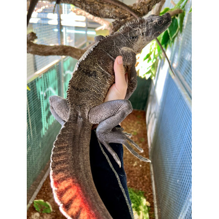 Hydrosaurus microlophus - Agame voilier de Sulawesi