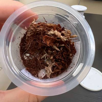 Porcellio laevis "Dairy Cow" - x8 Cloportes