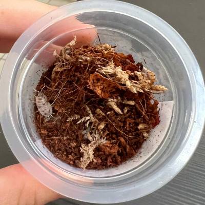 Porcellio laevis "Dairy Cow" - x8 Cloportes