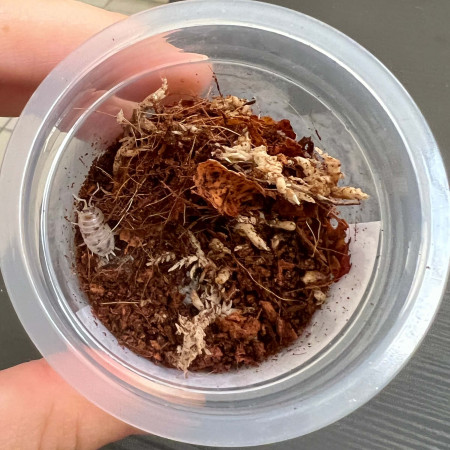 Porcellio laevis "Dairy Cow" - x8 Cloportes