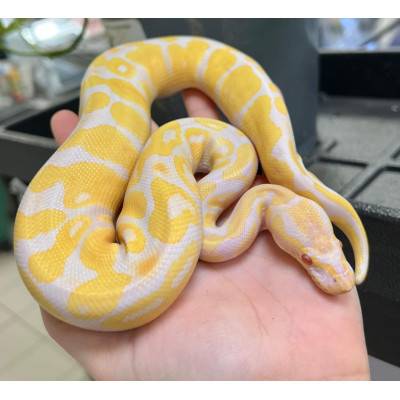 Python regius "Candino" - Python royal
