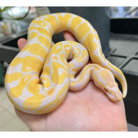 Python regius "Candino" - Python royal