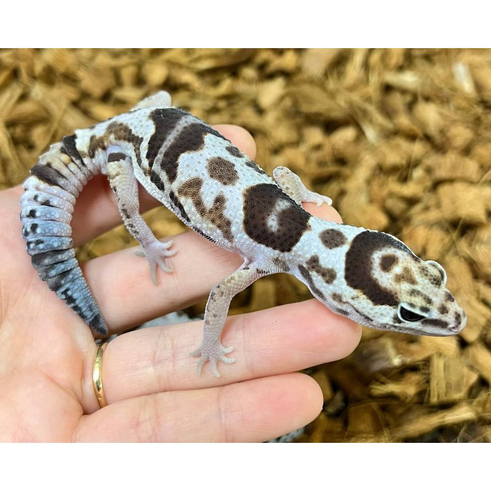 Hemitheconyx caudicinctus "White out" - Gecko à queue grasse