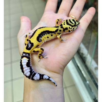 Eublepharis macularius "Bandit" - Gecko léopard