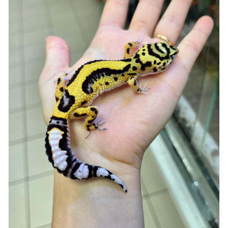 Eublepharis macularius "Bandit" - Gecko léopard