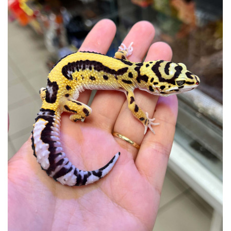 Eublepharis macularius "Bandit" - Gecko léopard