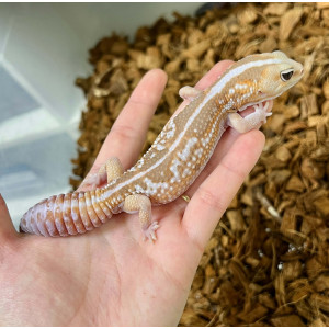 Hemitheconyx caudicinctus...