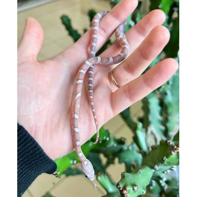 Pantherophis guttatus "Lavender" - Serpent des blés