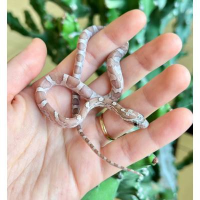 Pantherophis guttatus "Lavender" - Serpent des blés