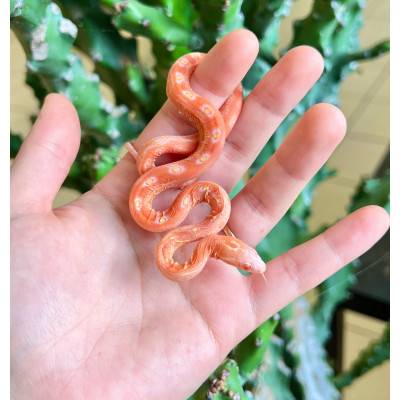 Pantherophis guttatus "Scaleless Albinos" - Serpent des blés