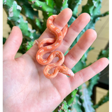 Pantherophis guttatus "Scaleless Albinos" - Serpent des blés