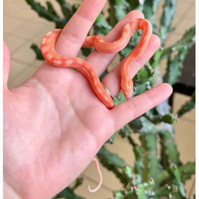 Pantherophis guttatus "Scaleless Albinos" - Serpent des blés