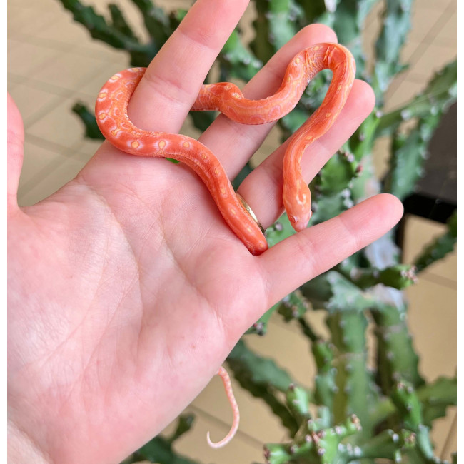 Serpent Des Bles Albinos