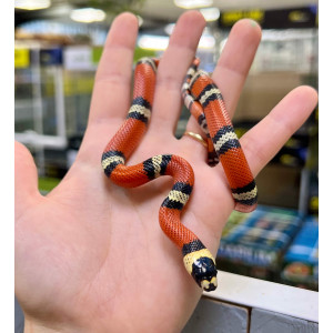 Lampropeltis triangulum...