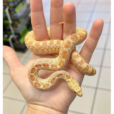 Pituophis catenifer affinis "Albinos" - Serpent taureau de Sonora