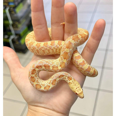 Pituophis catenifer affinis "Albinos" - Serpent taureau de Sonora