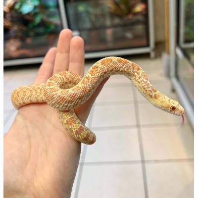 Pituophis catenifer affinis "Albinos" - Serpent taureau de Sonora
