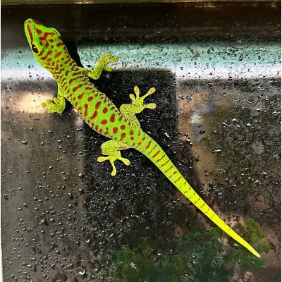 Phelsuma grandis "High Red"...