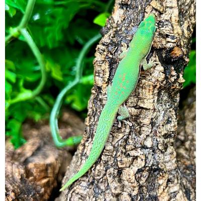 Phelsuma lineata bombetokensis - Gecko diurne ligné