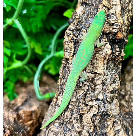 Phelsuma lineata bombetokensis - Gecko diurne ligné