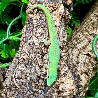 Phelsuma lineata bombetokensis - Gecko diurne ligné