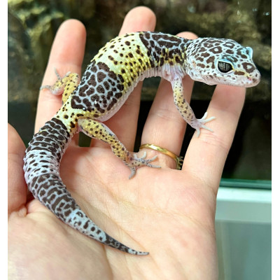 Eublepharis fuscus - Gecko...
