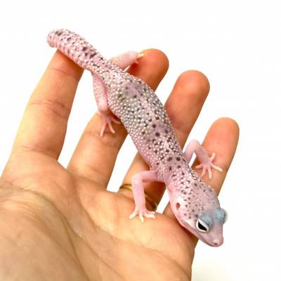 Eublepharis macularius "White Snow Eclipse" - Gecko léopard